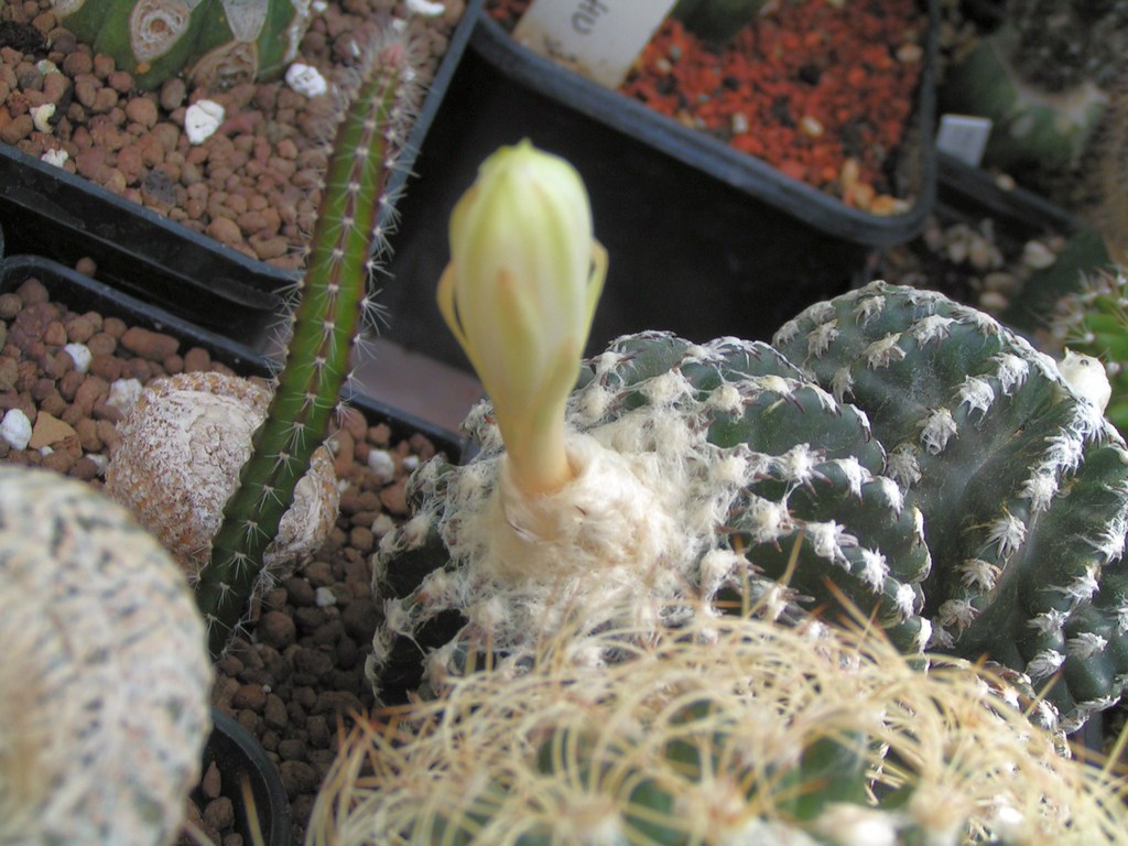 Discocactus horstii HU36